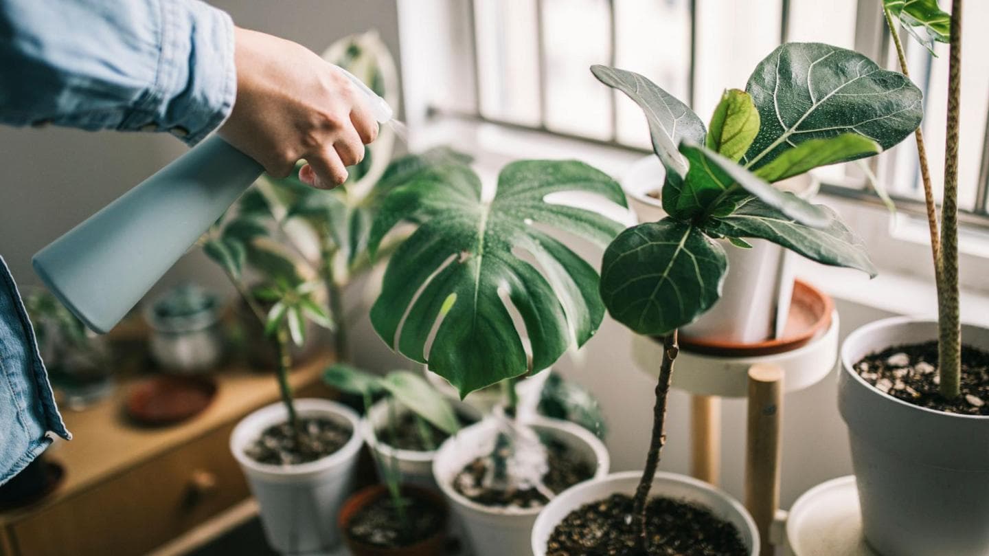 Serial houseplant killer? Here's how to keep them alive
