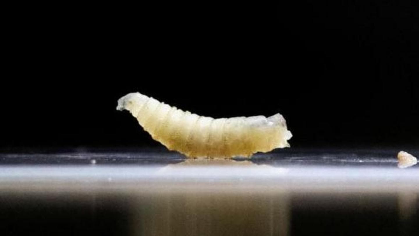 US to Combat Flesh-Eating Screwworm Outbreak Using Flies and Dogs