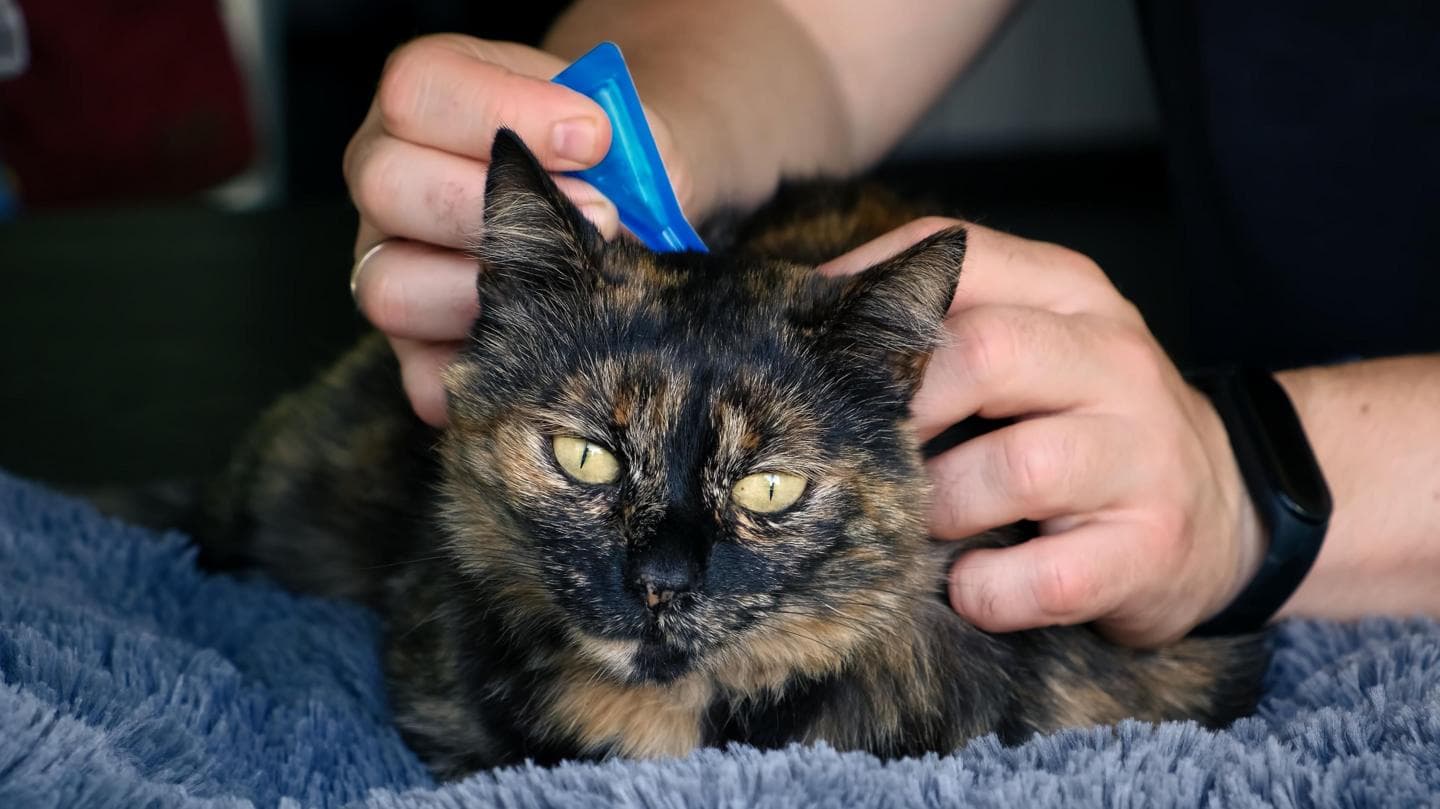 Veterinarians Recommend Prohibiting Over-the-Counter Flea Treatments for Pets