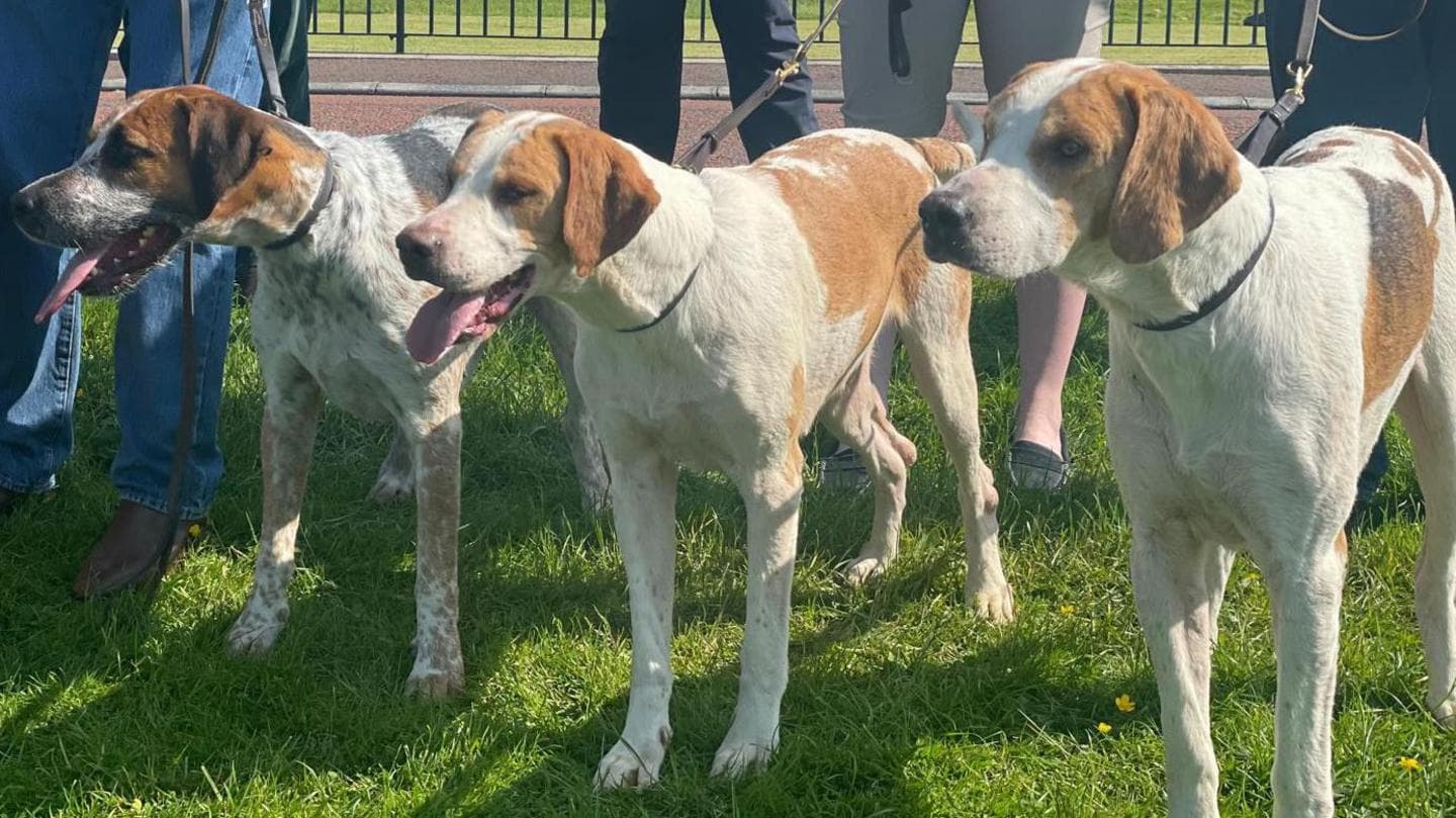 Hunting Advocates Warn Dog Owners May Face Prosecution After Ban