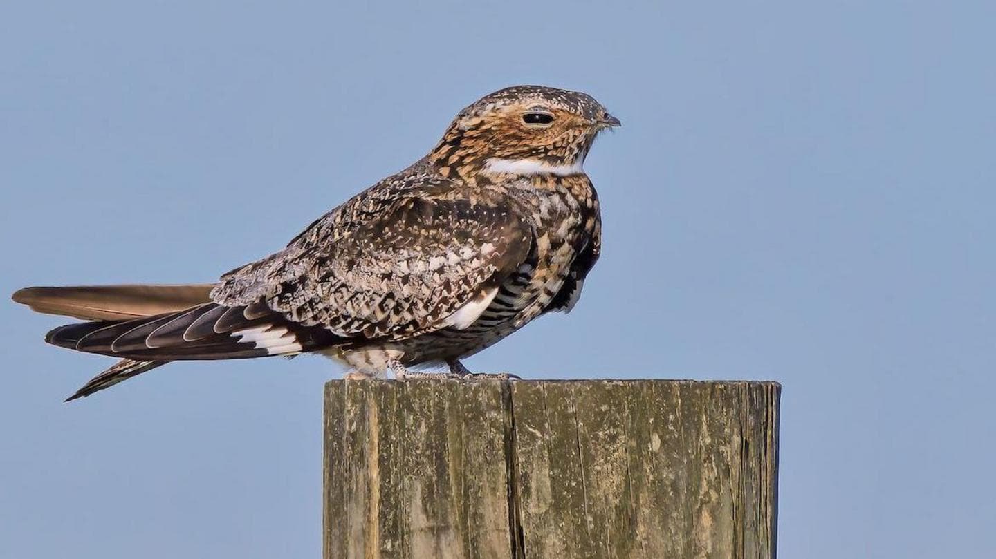 Elusive nightjar birds making remarkable comeback, conservationists say