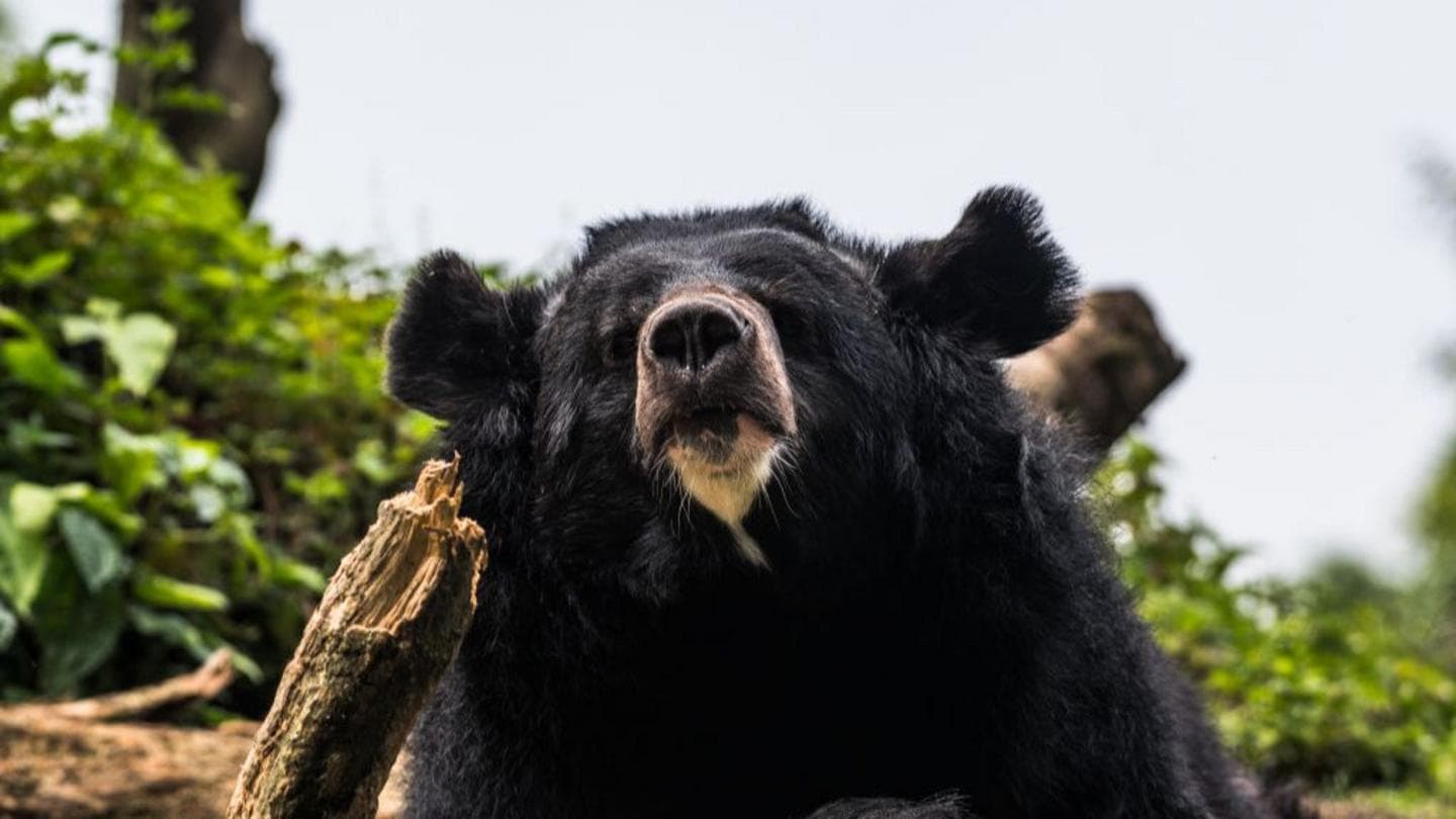 Black Bear Captured in Utsunomiya After Multiple Sightings