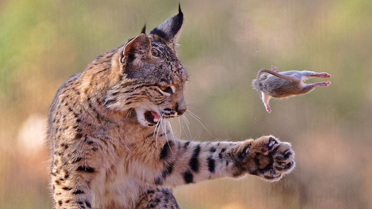 Playful lynx snatches top prize in photo competition
