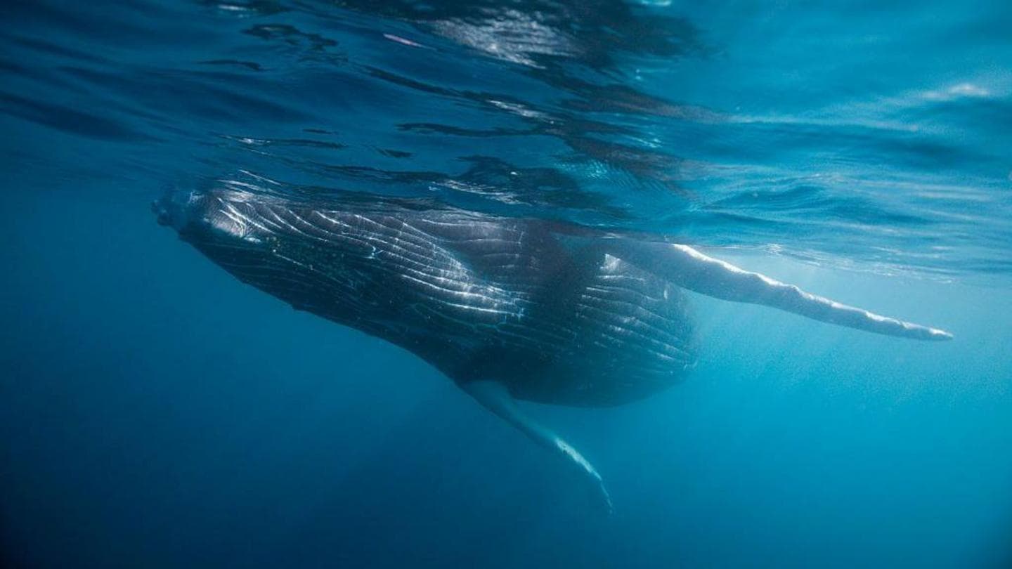 Discovery of Five-Million-Year-Old Whale Graveyard in Indian Ocean