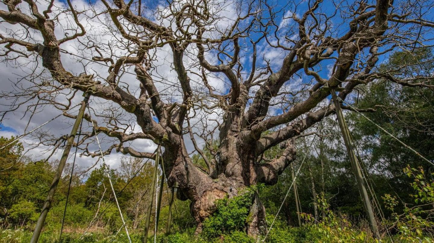 Experts Confirm Death of Ancient Major Oak in Sherwood Forest