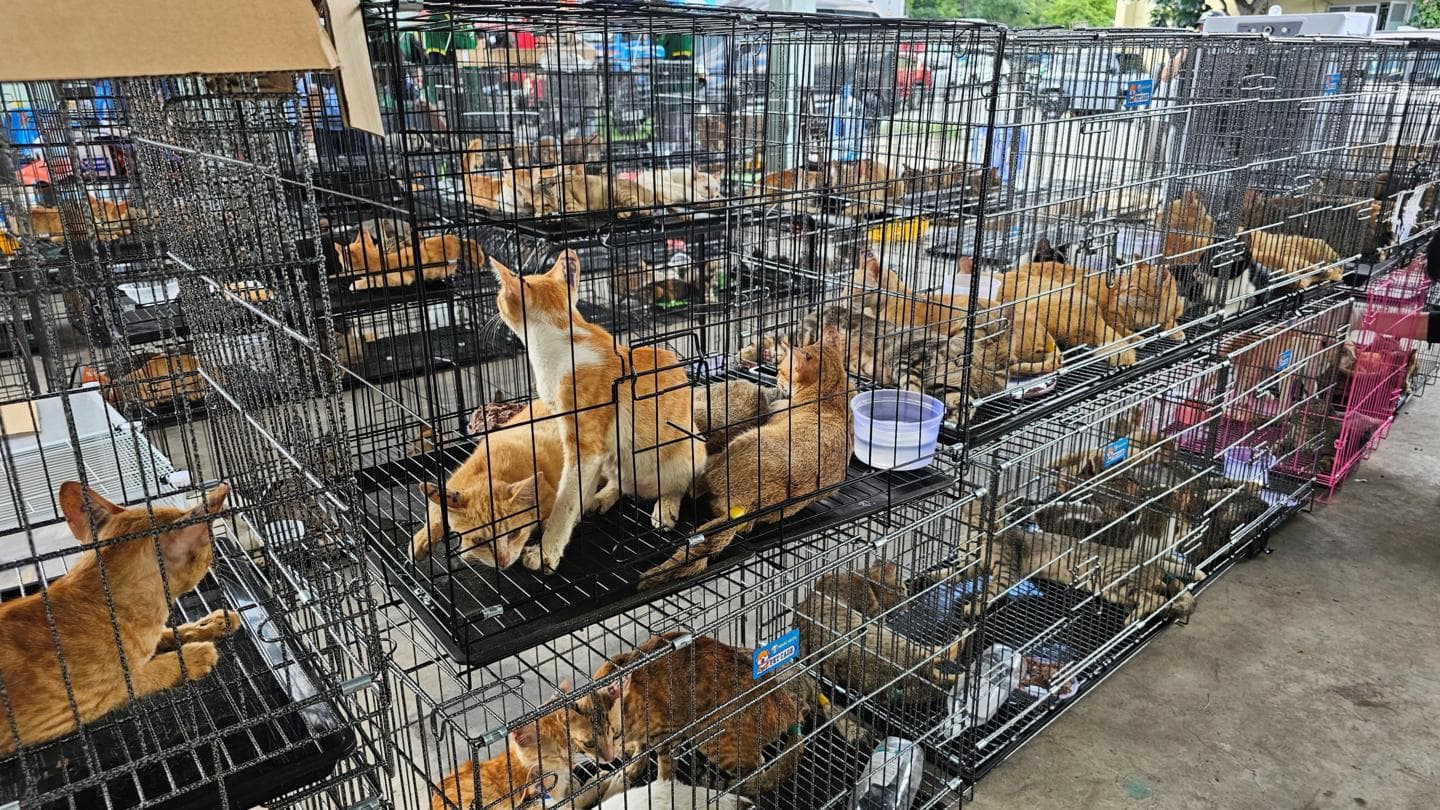 Police Rescue Over 400 Cats from Slaughter in Vietnam, Nine Arrested