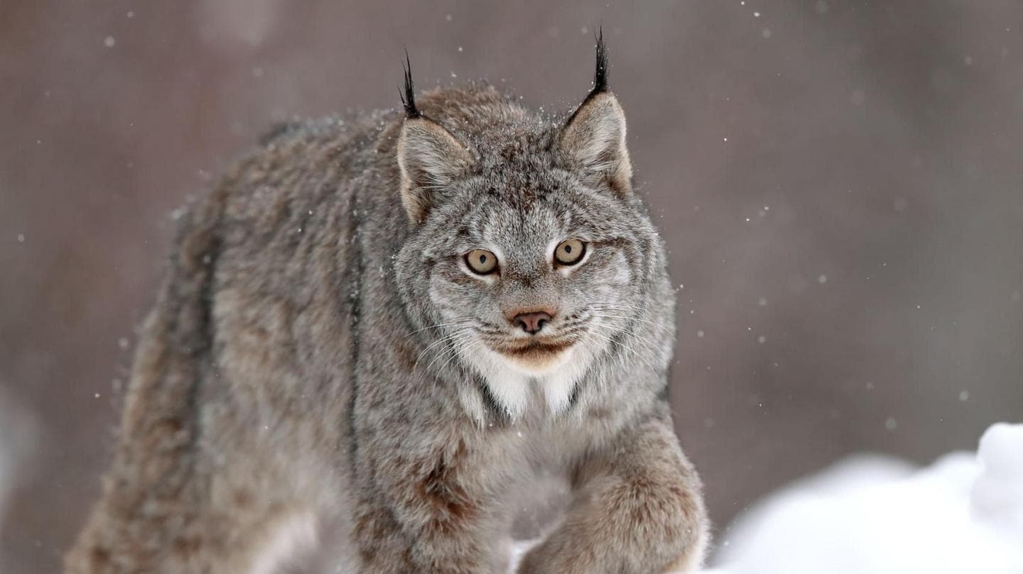 Canadian Lynx Among Reported Big Cat Sightings in Wales
