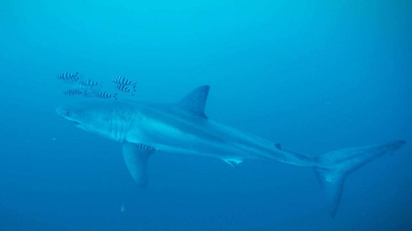 Diver Films Rare Great White Shark in Mediterranean Sea