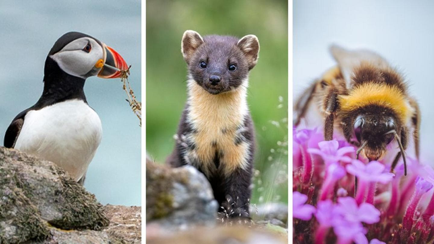 Puffin and Bumblebee Among 18 Animals Considered for Future Banknotes