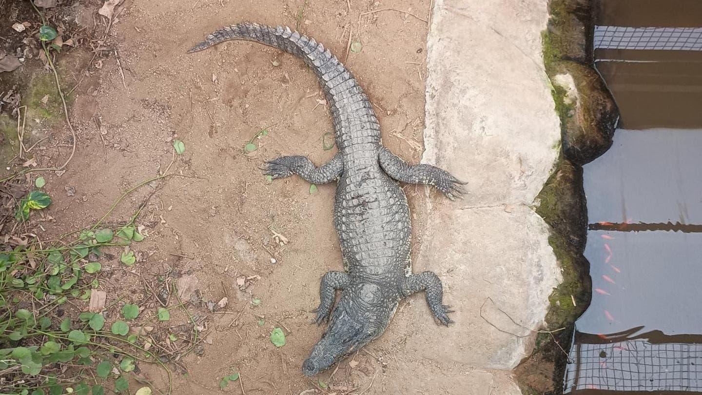 Wowcher Apologizes for Email Referencing Crocodile Attack Incident