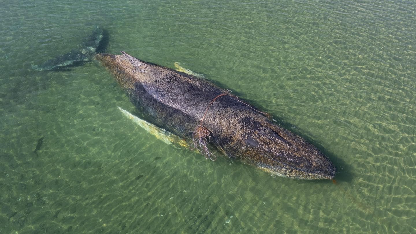 Dead Whale Discovered Near Danish Island Following German Rescue Efforts