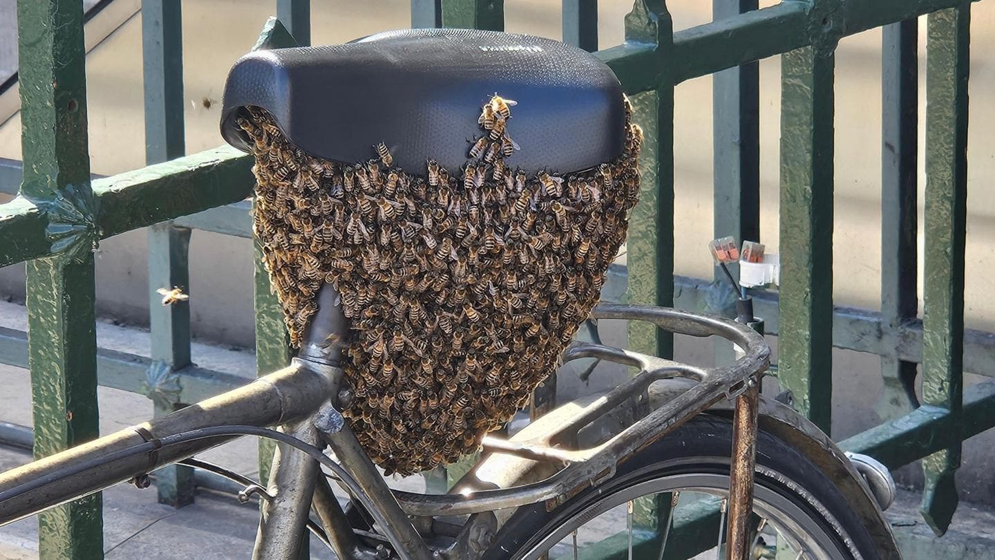 Swarm of 10,000 bees settles on bike outside Louvre in Paris