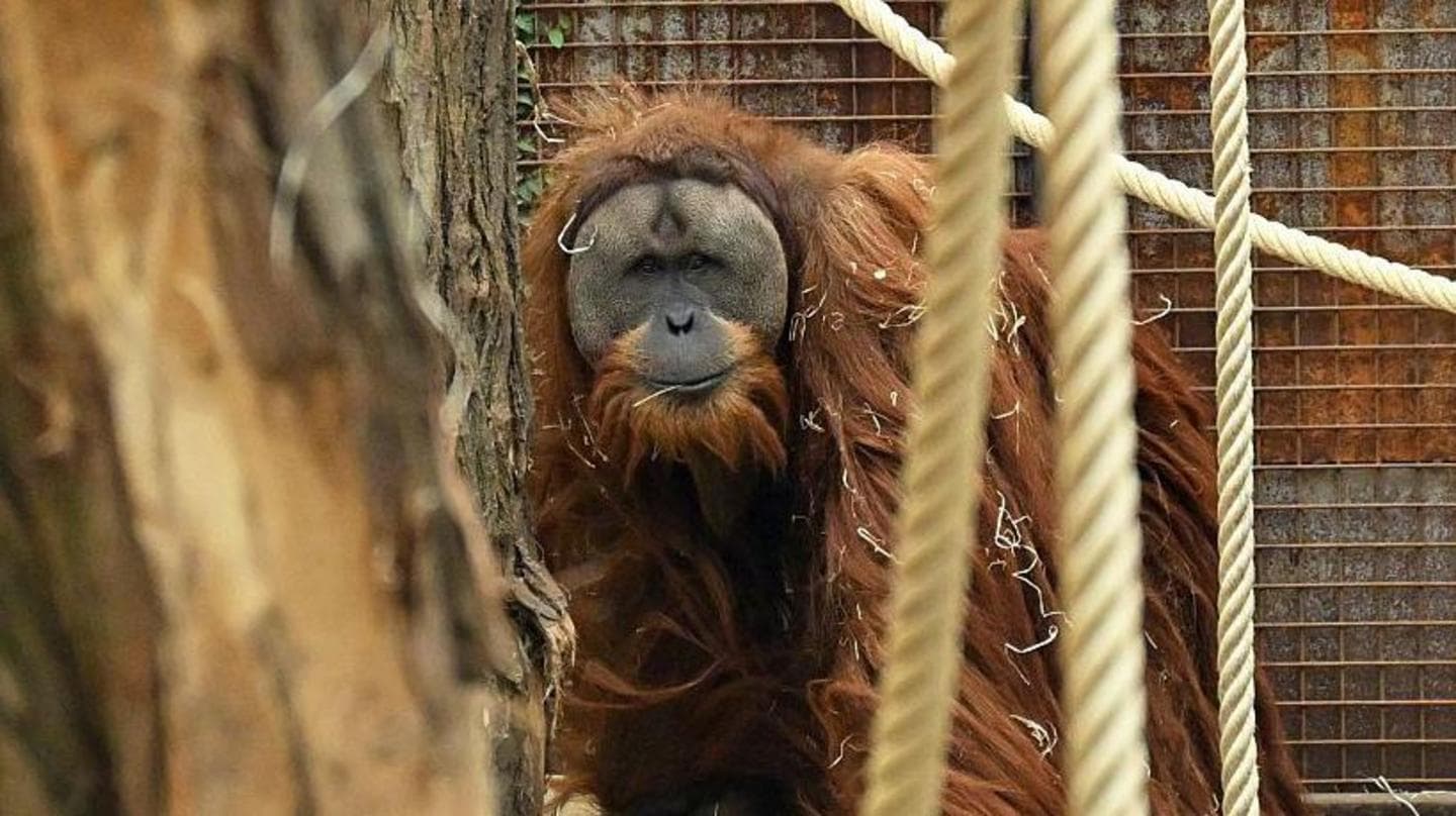 Study: Four Days of Rain Threaten World's Rarest Orangutan Population