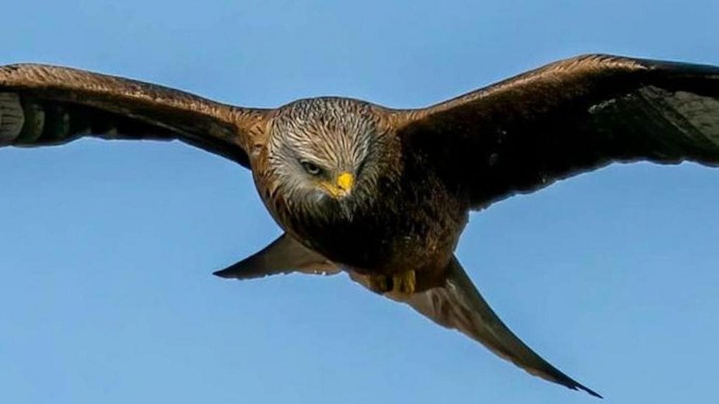 Weekly quiz: What sneaky snack was this bird of prey seen carrying?