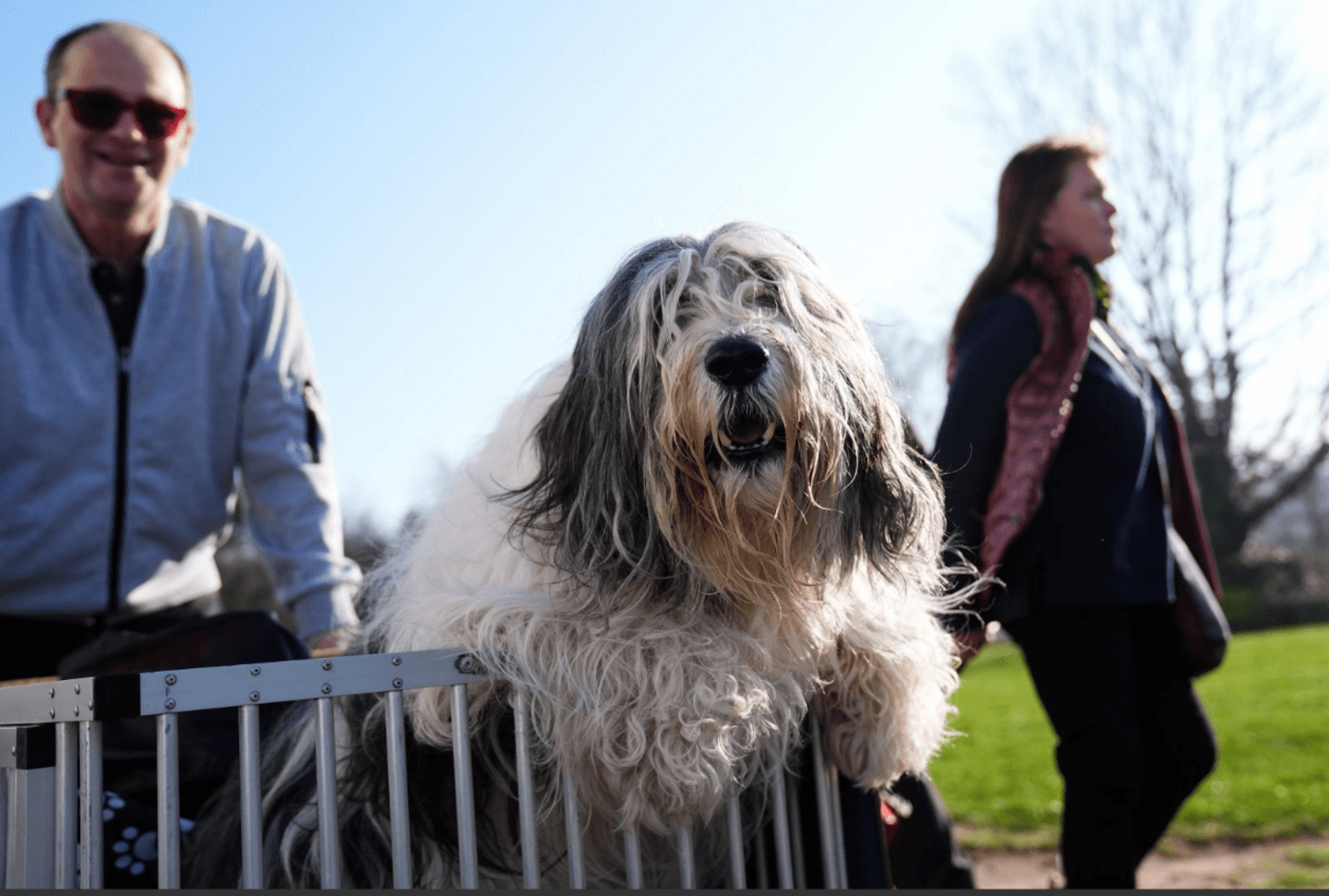 Dogs arrive for Crufts 2026 - in pictures