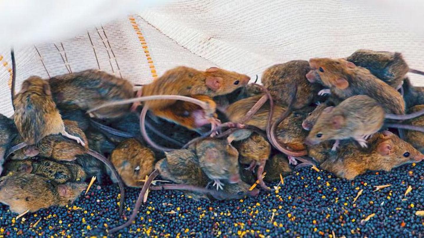 Australian Farmers Face Severe Mouse Plague Threatening Crops and Homes