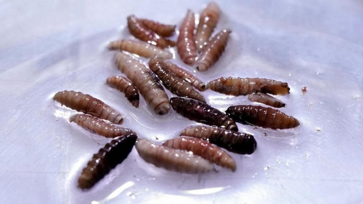 First Case of Flesh-Eating Screwworm Detected in Texas Cattle