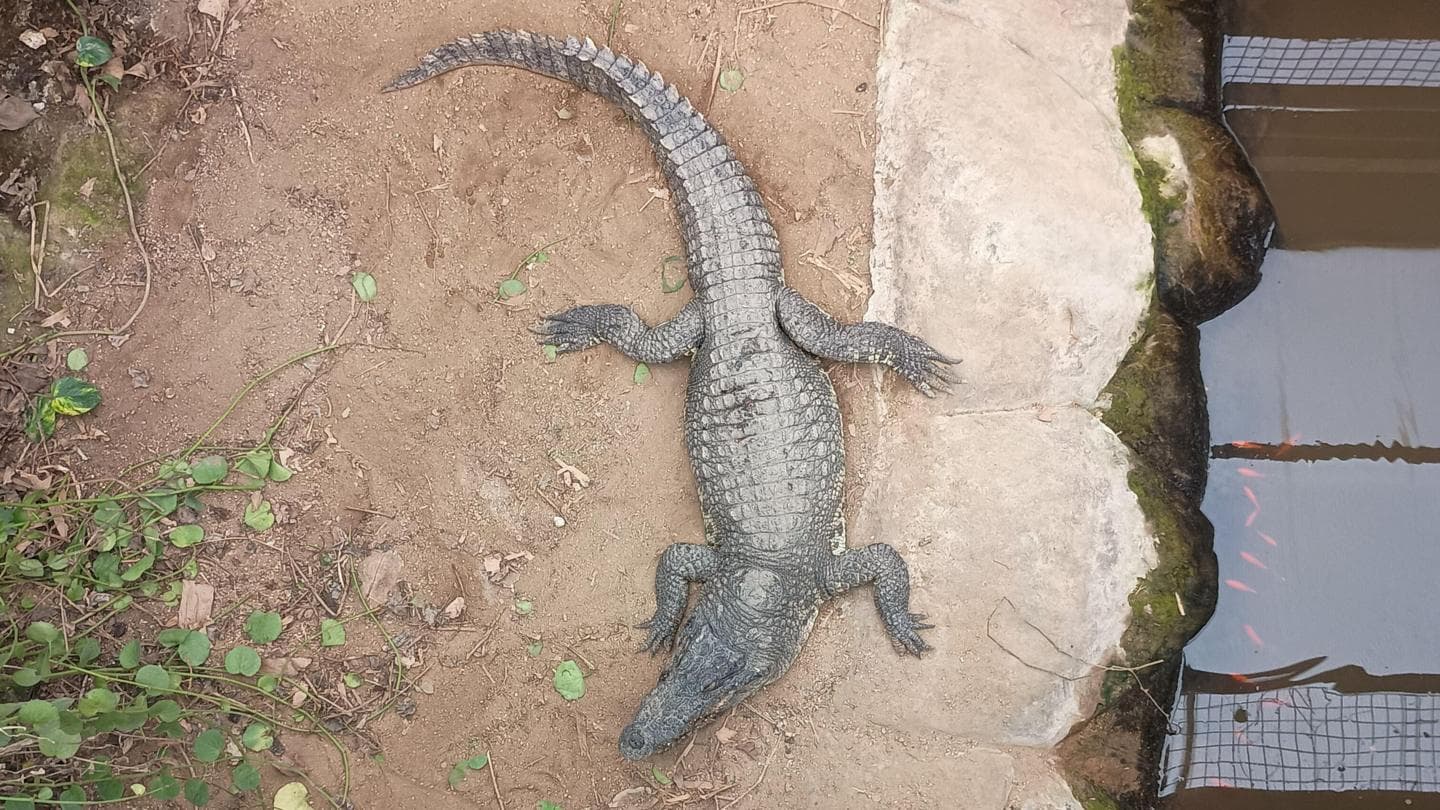 Child in critical condition after crocodile attack at farm zoo enclosure