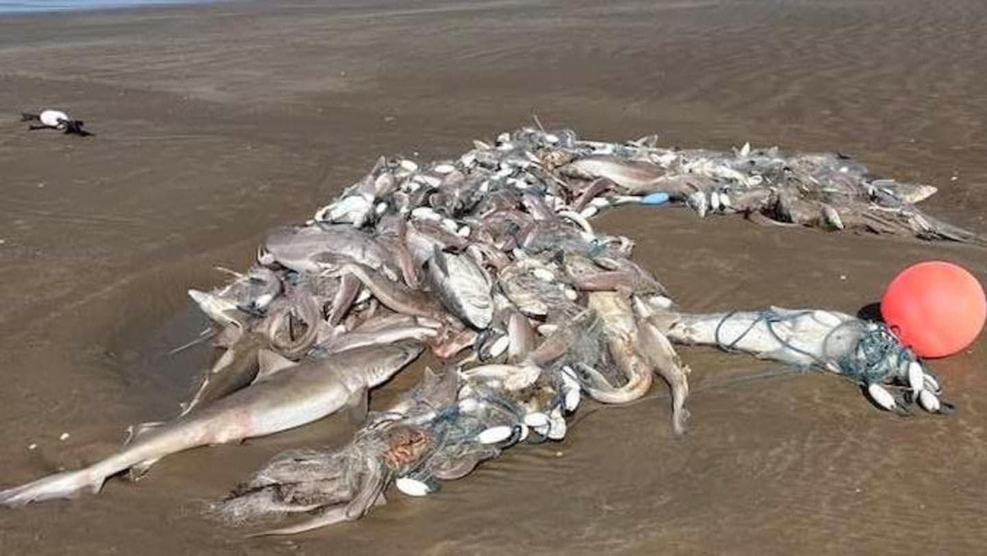 Numerous dead sharks discovered along Welsh coastlines