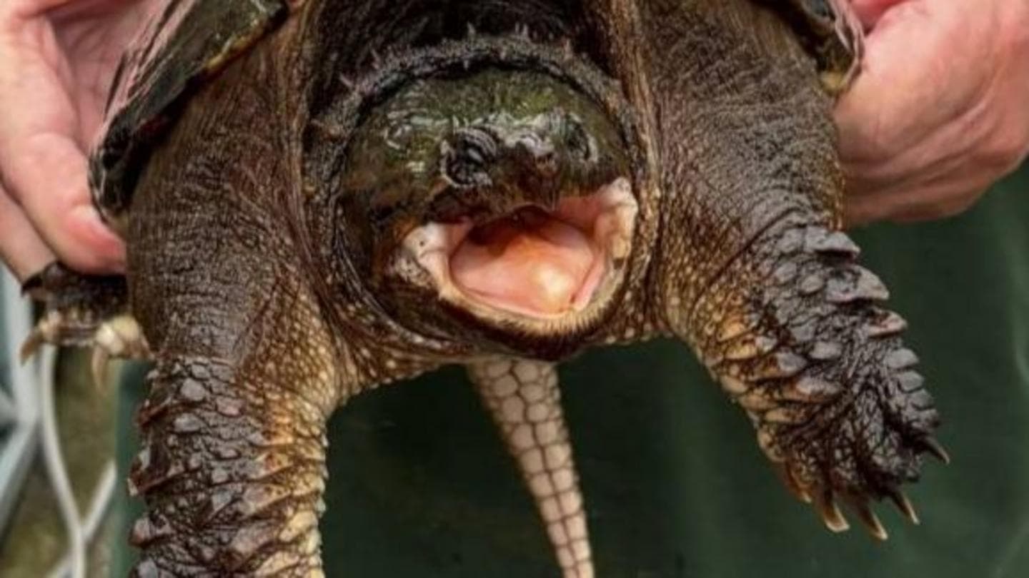 American Snapping Turtle Discovered at Welsh Nature Reserve