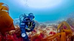 Researcher's Lifelong Pursuit of Rare 'Pink Zebra' Seaweed Culminates in Museum Display