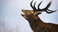Deer euthanized after attacking man in Richmond Park during picnic