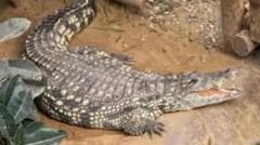 Three-Year-Old Boy Recovers After Seven Surgeries Following Crocodile Attack