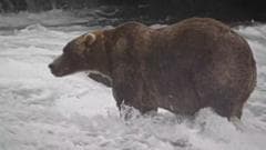 Bear named 'Backpack' wins Alaska's Fat Bear Week competition