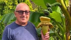 Local Gardener Surprised as Backyard Plant Produces Bananas