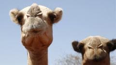 Camels in Africa Struggle as Rising Temperatures Impact Their Well-Being