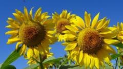 UK Heatwave Brings Unusually High Sunshine and Consistent 30C Temperatures