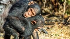 Study Finds Great Apes Use Kissing and Cuddling to Foster Trust