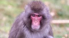 Monkey Breaks Free from Highland Wildlife Park in the Cairngorms