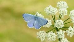 UK Expected to Experience Abundant Butterfly Populations This Year