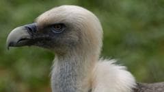 Efforts Underway to Save Disappearing Vultures in Nigeria