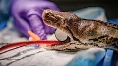 Python Becomes First Snake to Receive Human Cancer Treatment