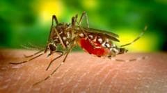 Sri Lanka Deploys Drones to Combat Dengue Outbreak Amid Rising Cases