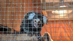 Marmoset monkey found abandoned in laundry bag on London bus