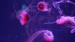Florida opens first museum dedicated to jellyfish in Pompano Beach