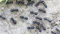 Michelin-Starred Chef Faces Jail Time for Using Ants in Desserts