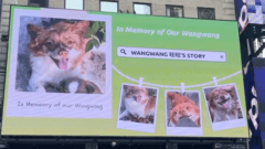 Chinese Animal Advocates Combat Abuse Amid Censorship Challenges