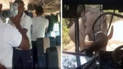 Wild Elephant Breaks Bus Windscreen in Sri Lanka Incident Involving Air Force Personnel
