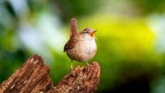 Study Reveals Simple Acoustic Basis for Birds' Diverse Songs