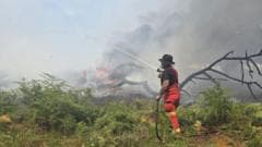Wildfire in New Forest persists as temperatures increase