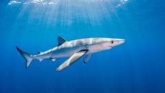 Man Bitten by Blue Shark While Fishing Off County Waterford Coast