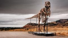 Tyrannosaurus rex Fossil Expected to Fetch $30 Million at Auction