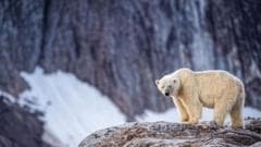 Individual Fined for Disturbing Sleeping Polar Bear with Foghorn