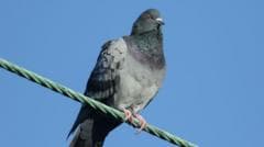 2,000 Pigeons Killed at Railway Stations, Including 152 at York Station