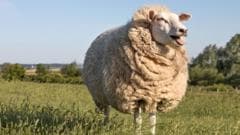 British Wool Sees Resurgence in Demand, Prices Rise Over 70% in a Year