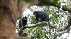 New monkey species with orange lips discovered in DRC forest